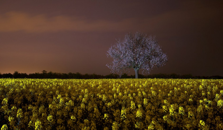 Landschaftsausleuchtung-Nacht-Rapsfeld-Baum